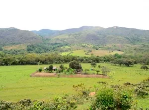 Café Coyaima